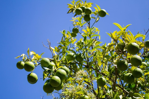 Naranjas verdes en las ramas del árbol. Primer plano.