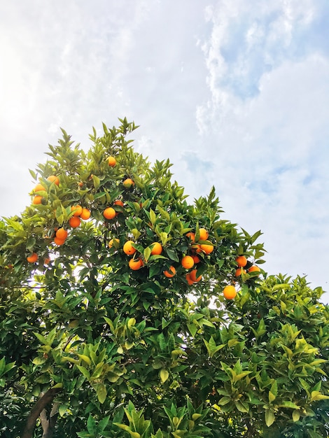 Foto naranjo en el cielo azul. frutas maduras en las ramas con hojas verdes. jardín de frutas, kemer, turquía.