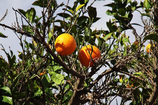 Naranjo en la ciudad de Paralimni, Chipre