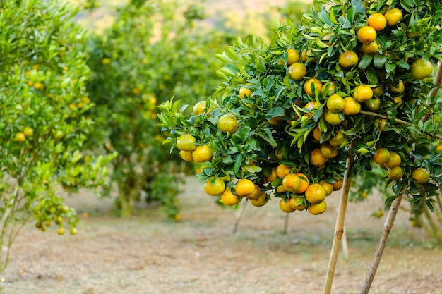 Naranjo en el jardín. Granja de frutas