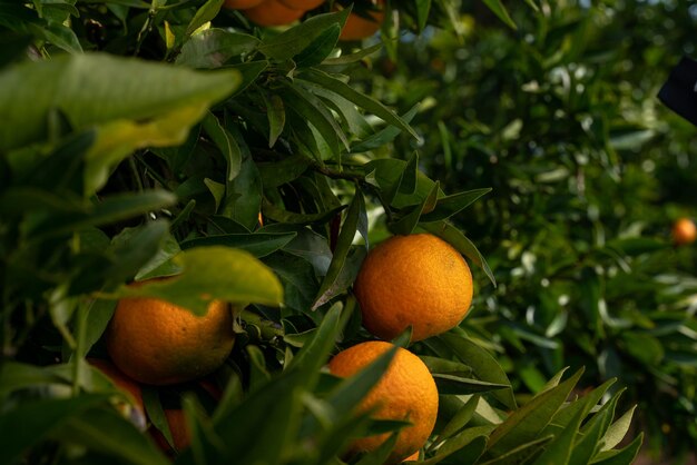 Naranjo con naranjas maduras