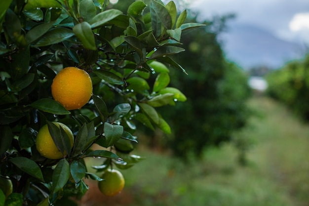 Naranjo con naranjas verdes en el jardín