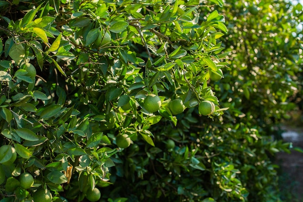 Naranjo con naranjas verdes en el jardín