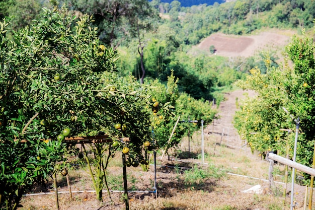 Naranjo en plantación.