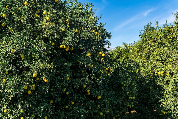 Naranjos con frutos de maduración en una plantación industrial al aire libre