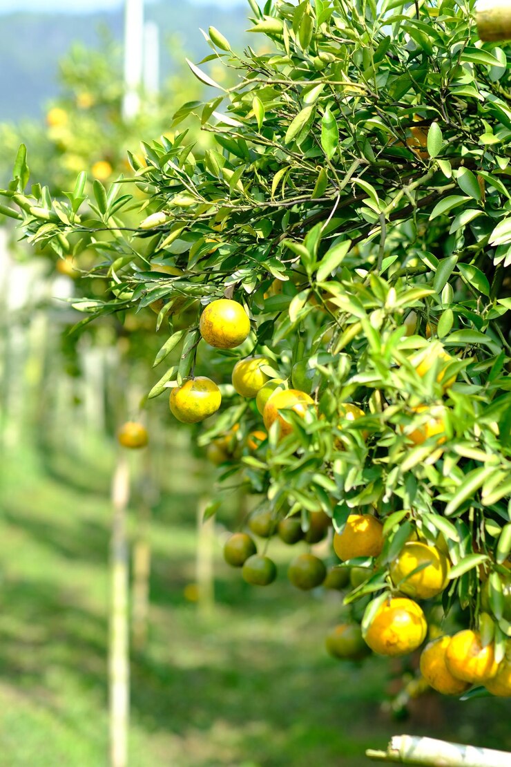 Naranjos en jardín verde