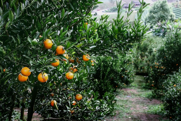 naranjos en el jardín
