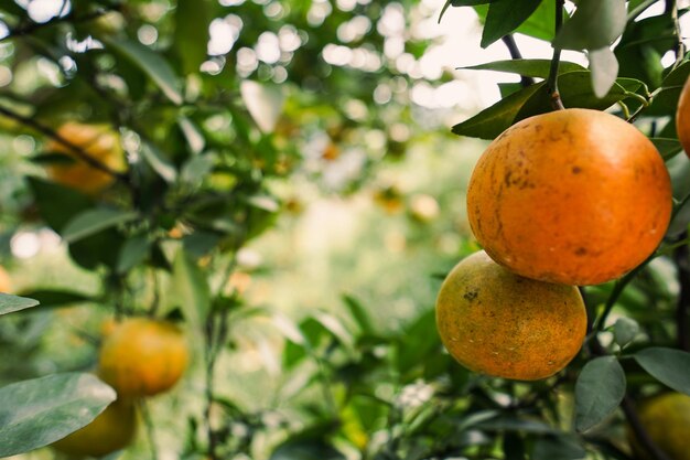 naranjos en el jardín