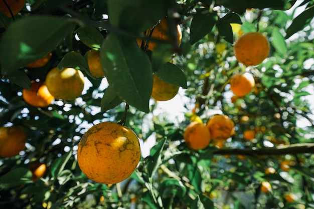 naranjos en el jardín