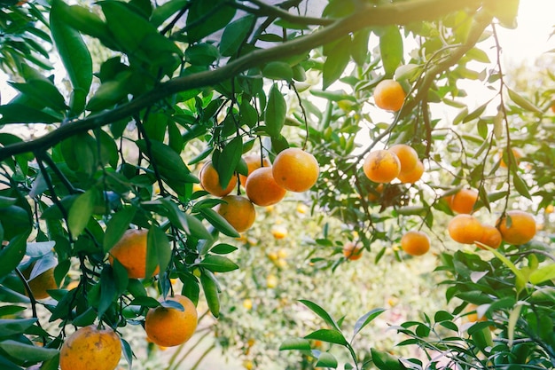 naranjos en el jardín