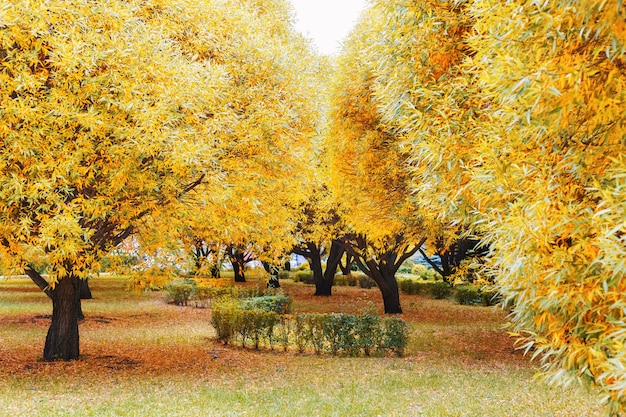 Naranjos otoñales en el parque de la ciudad