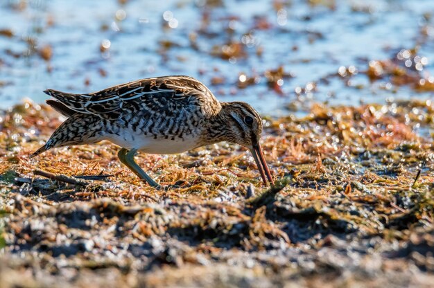 Narceja comum ou Gallinago gallinago na vida selvagem