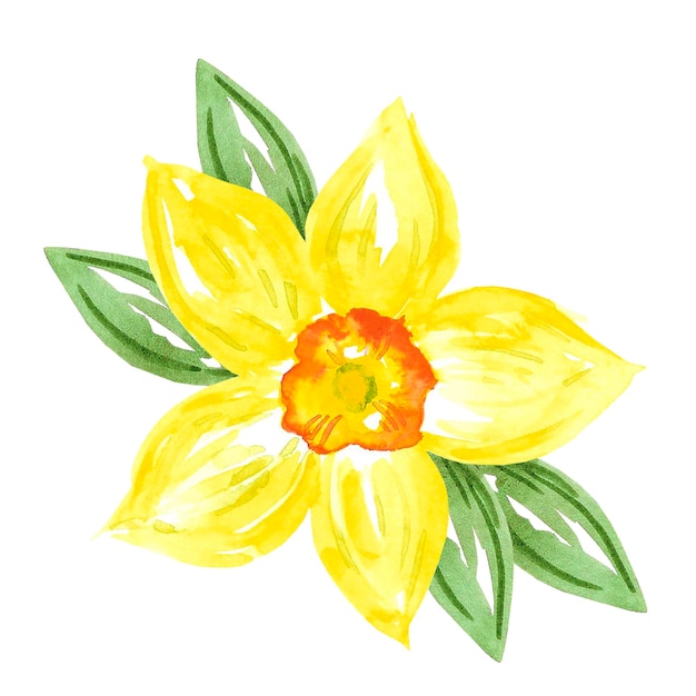 Narciso abstrato amarelo com folhas verdes Aquarela desenhada à mão isolada no fundo branco Pode ser usada para etiqueta de padrões de cartões