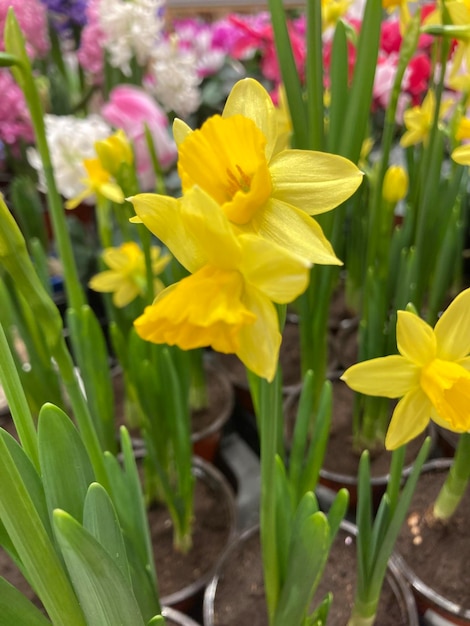 Foto narciso alegría amarilla primer plano de hermosos narcisos amarillos dobles en flor