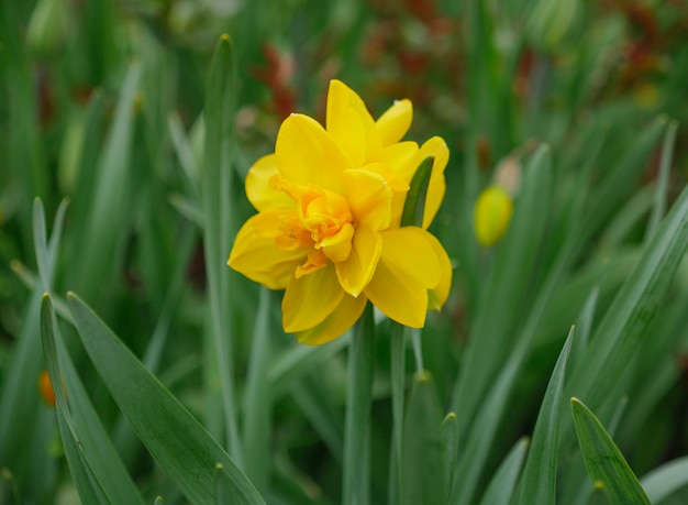 Narciso amarelo com folhas verdes no canteiro de flores