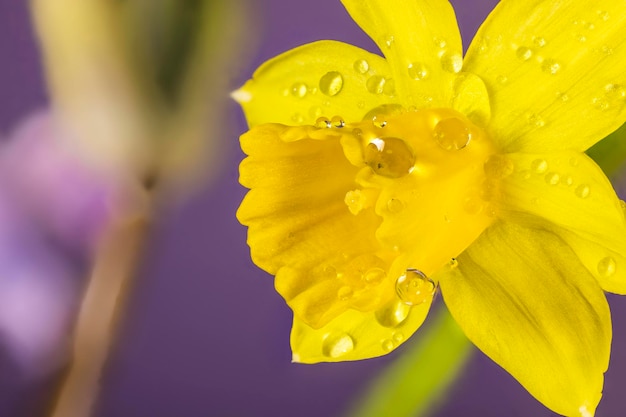 Narciso amarelo com gotas de água de orvalho macro sobre fundo violeta claro Flores de narciso do início da primavera como plano de fundo ou cartão de felicitações