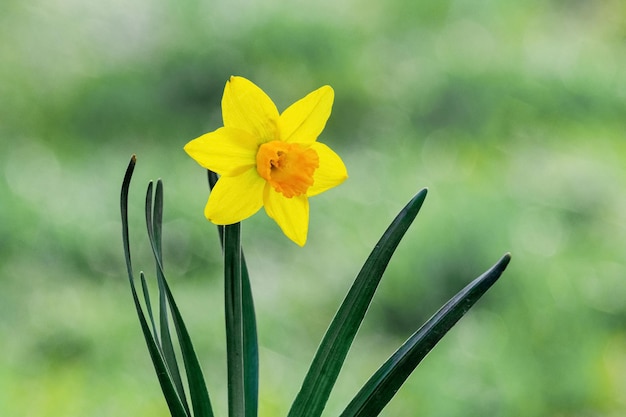 Narciso amarelo em um fundo desfocado verde claro