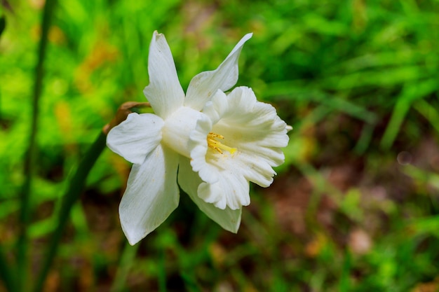 Narciso amarelo no dia ensolarado o jardim. as primeiras flores da primavera.