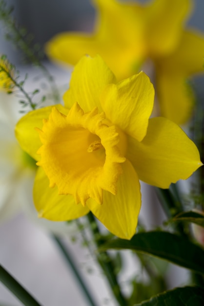 Narciso amarelo vibrante em um vaso