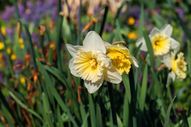 Narciso amarillo y blanco. Primavera plantas de bulbo de narcisos en flor en el macizo de flores. Enfoque selectivo