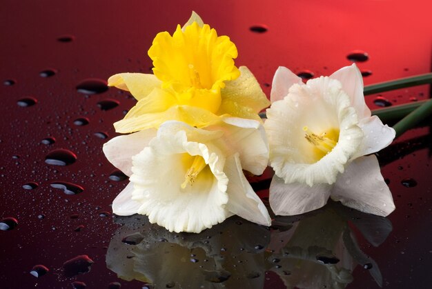 Narciso amarillo y blanco sobre fondo rojo con gotas de agua