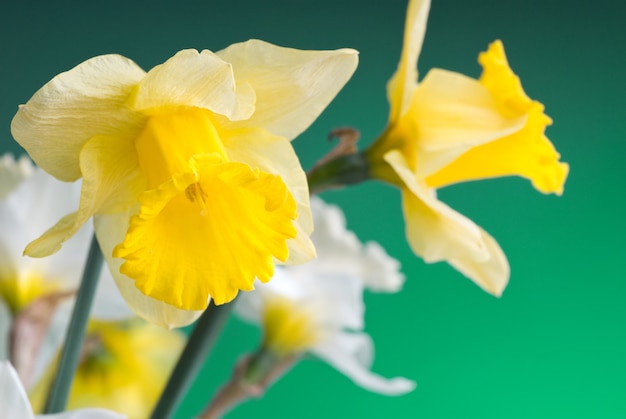 Foto narciso amarillo y blanco sobre fondo verde