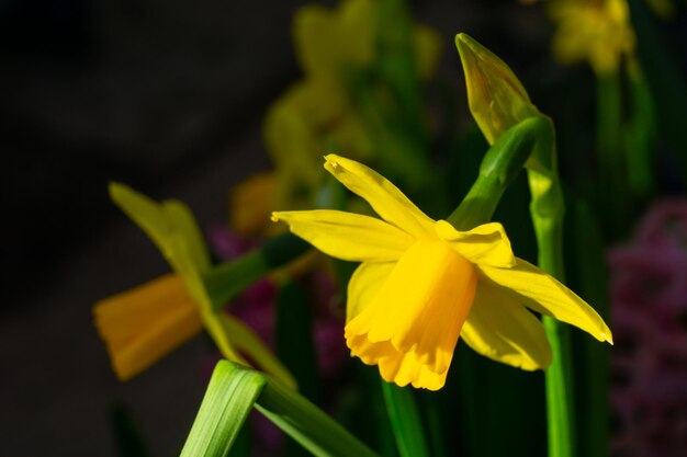 Un narciso amarillo brillante en primavera