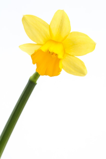 Narciso amarillo en flor con tallo