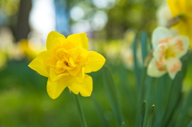 Narciso amarillo floreciente en prado verde