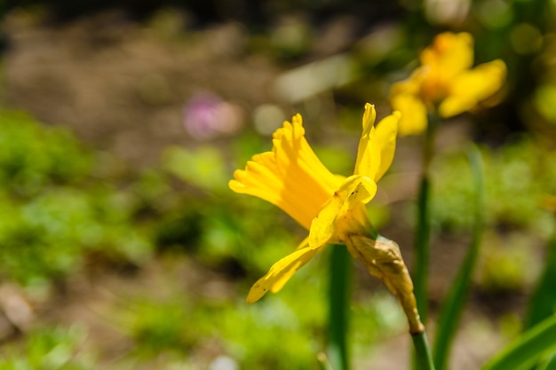 Narciso amarillo en el jardín en primavera