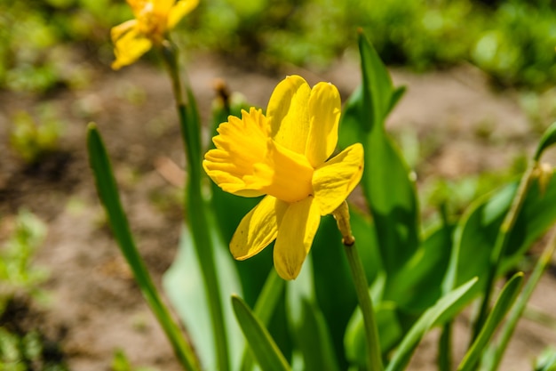 Narciso amarillo en el jardín en primavera