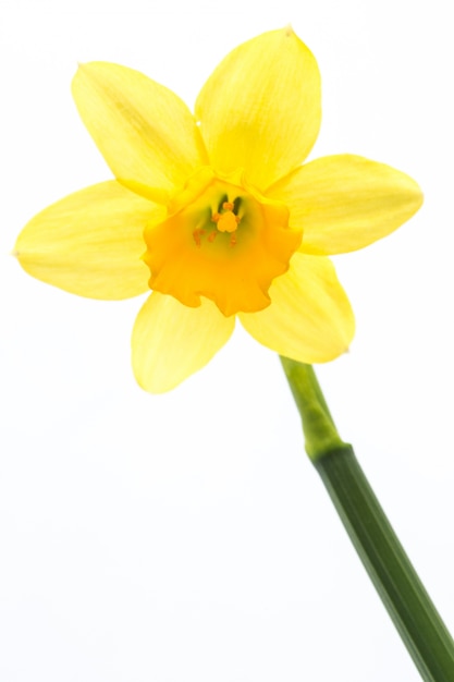 Foto narciso amarillo en plena floración con tallo