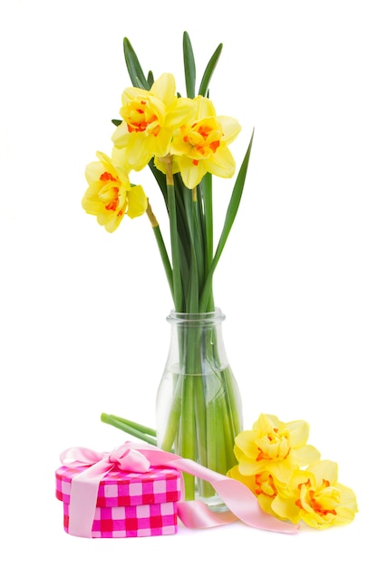 Narciso amarillo de primavera con caja de regalo rosa aislado sobre fondo blanco.