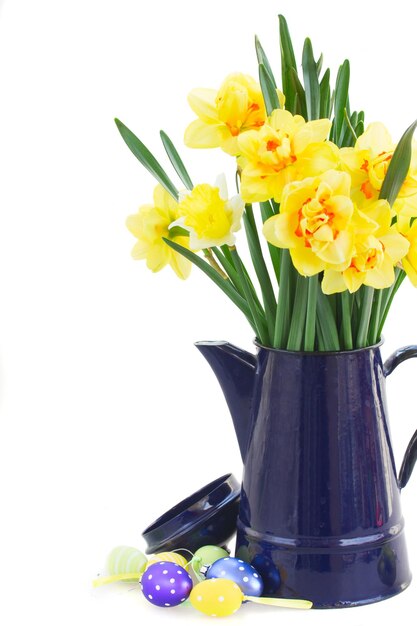 Narciso amarillo primaveral en maceta azul con huevos de pascua de cerca aislado en fondo blanco