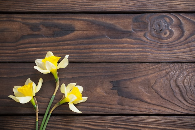 Narciso amarillo sobre fondo de madera oscura