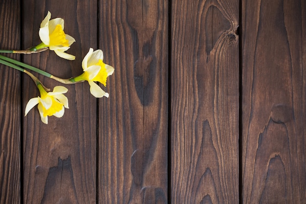 Narciso amarillo sobre fondo de madera oscura