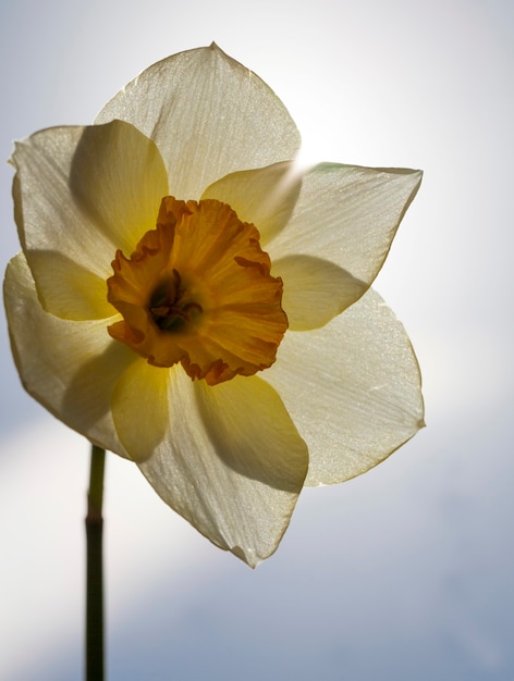 Narciso amarillo en la temporada de primavera, flores de narciso amarillo para decoración y paisajismo