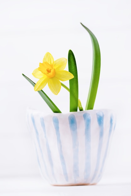 Narciso amarillo en un vaso de cerámica rayada