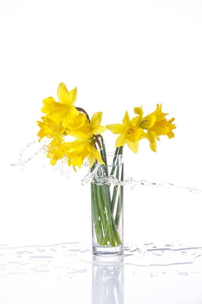 Narciso amarrado isolado no branco, flores de verão em vidro com respingos de água, com reflexo