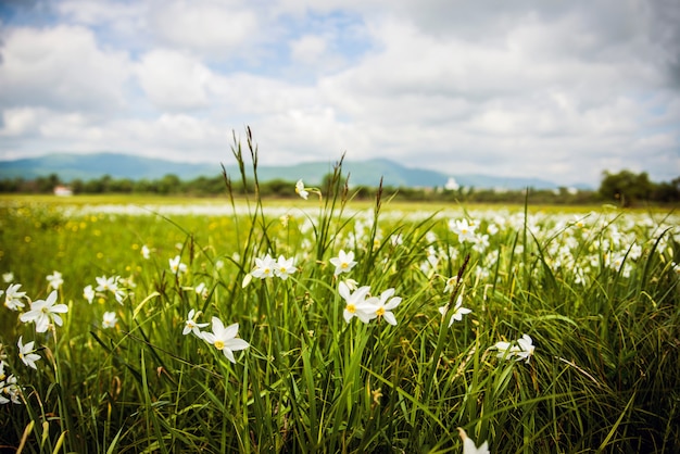 Narciso blanco en el campo