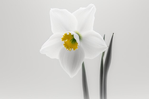 Un narciso blanco con un centro amarillo y una flor blanca en el centro.