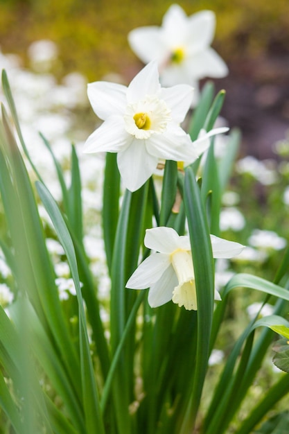 Narciso blanco Flor de narciso hermosa fresca que crece en el jardín en la naturaleza Cerrar foto