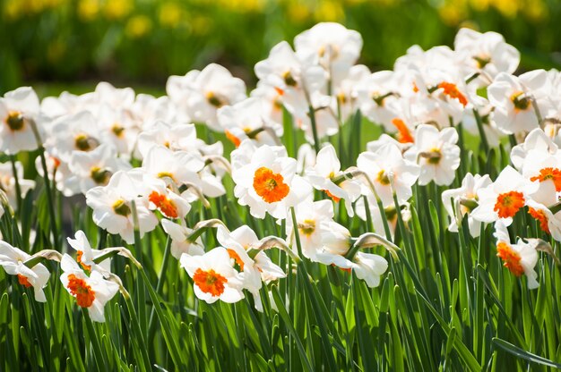 Narciso blanco floreciente. Parque de flores de Keukenhof en Holanda, Europa. Enfoque selectivo