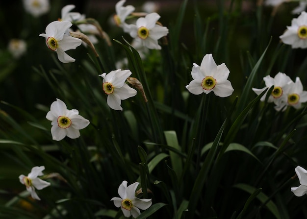 Narciso blanco flores en el jardín de flores