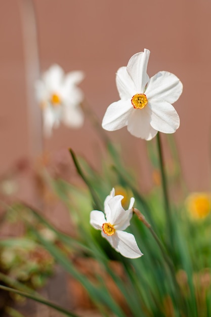 Narciso blanco en un grupo que crece en el jardín. Flores de primavera.