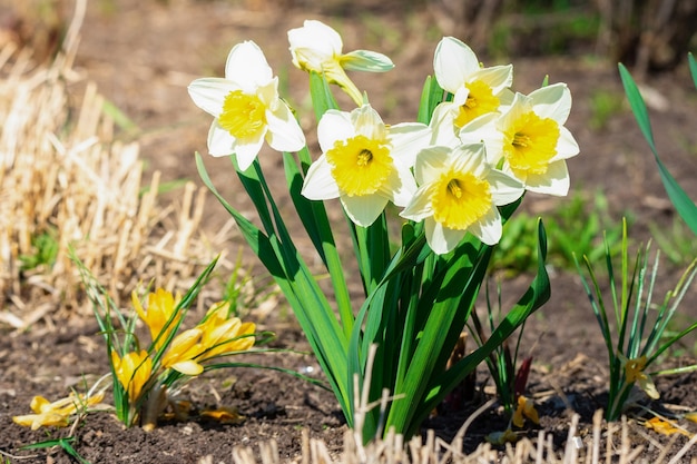 Narciso blanco (Narcissus poeticus)