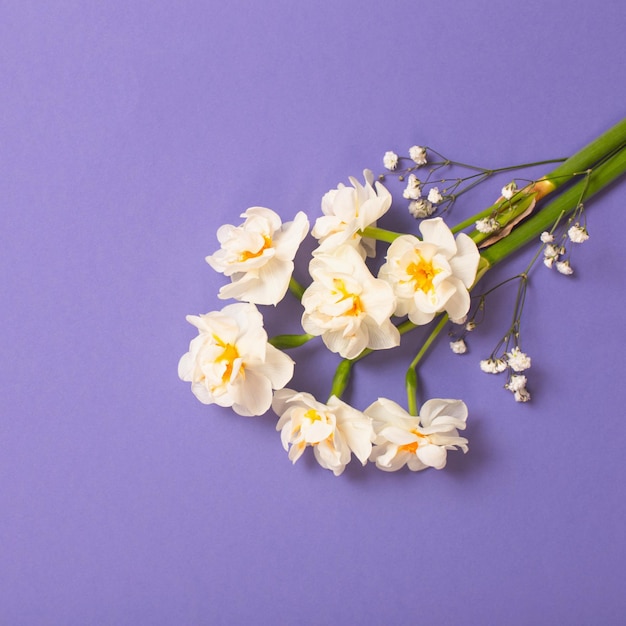 Narciso blanco sobre fondo violeta