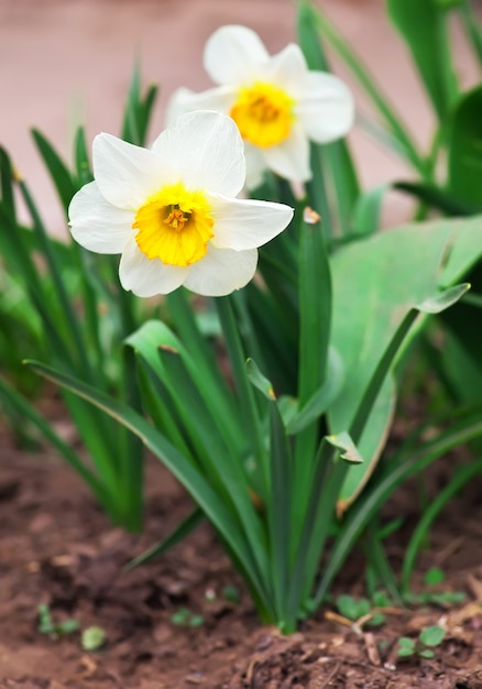 Narciso branco crescendo no jardim. Narcissus poeticus