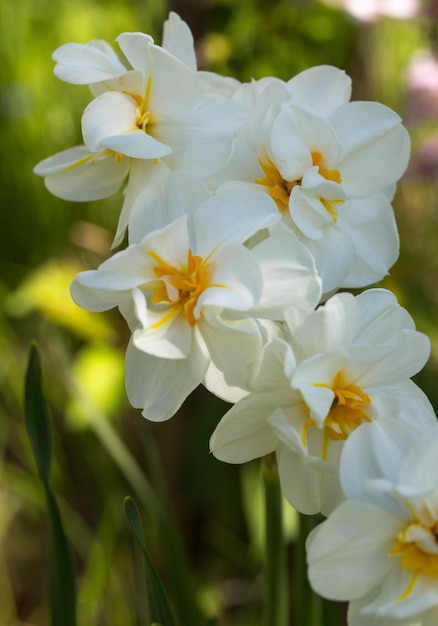 Narciso branco e amarelo fecham-se no jardim em dia ensolarado Linda paisagem de primavera Foco suave