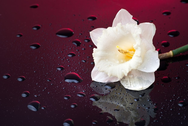 Narciso branco em fundo vermelho com gotas de água